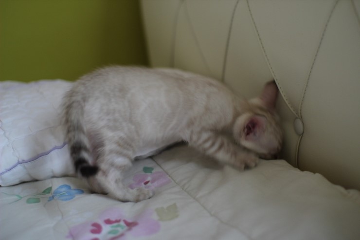 실링스 뱅갈고양이 키퍼 여아 입니다^^ 관련 이미지 4