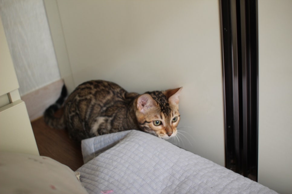 꾹꾹이 머신 뱅갈고양이 남아예요~ 관련 이미지 2