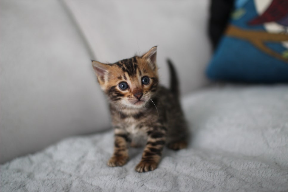분양중인 브라운 뱅갈고양이 남아예여~ 관련 이미지 1