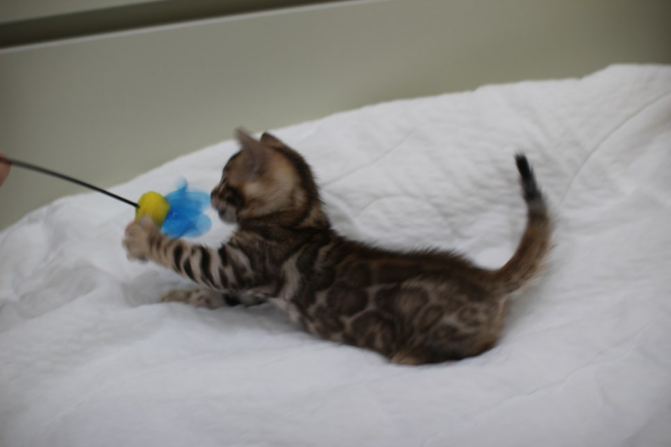 붉은빛 모색이 멋진 뱅갈고양이 남아4 분양해요~ 관련 이미지 8