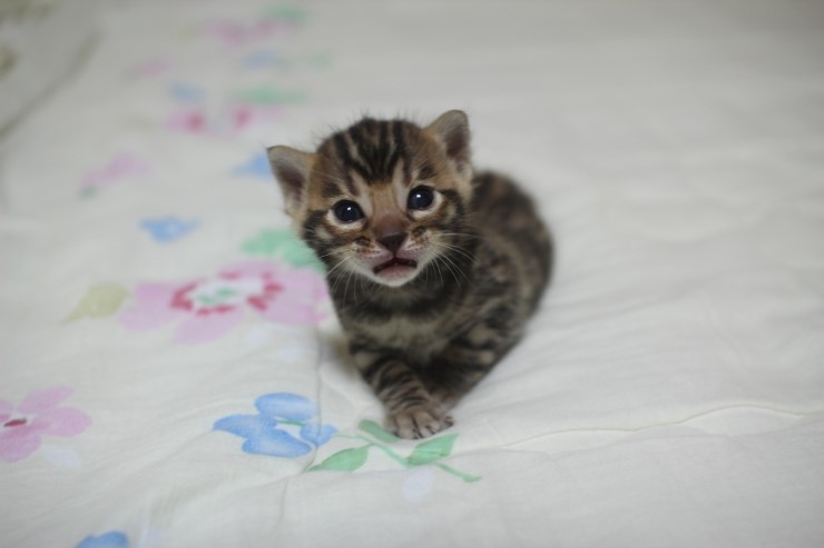 뱅고양이 남매예요~ 관련 이미지 15