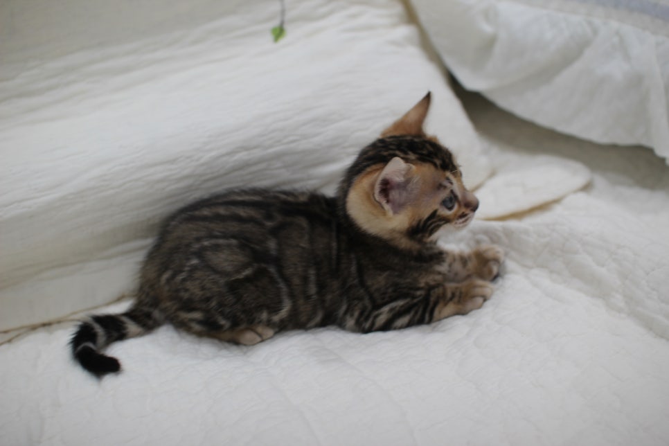 점점 개냥이가 되가는 브라운 뱅갈고양이 여아예요~ 관련 이미지 1