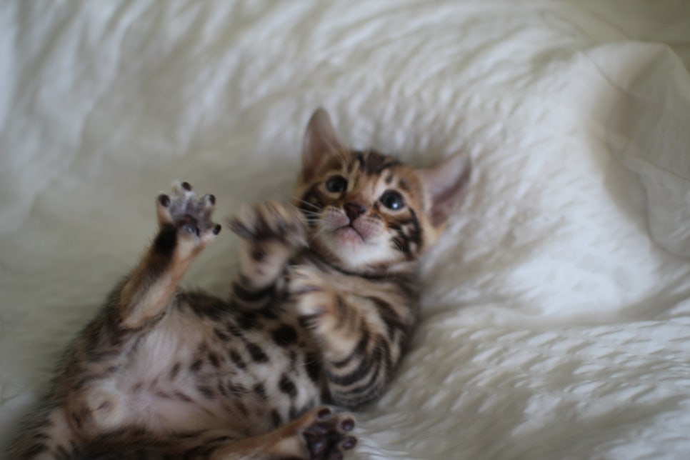 미남 뱅갈고양이에 애교발사~ 관련 이미지 7