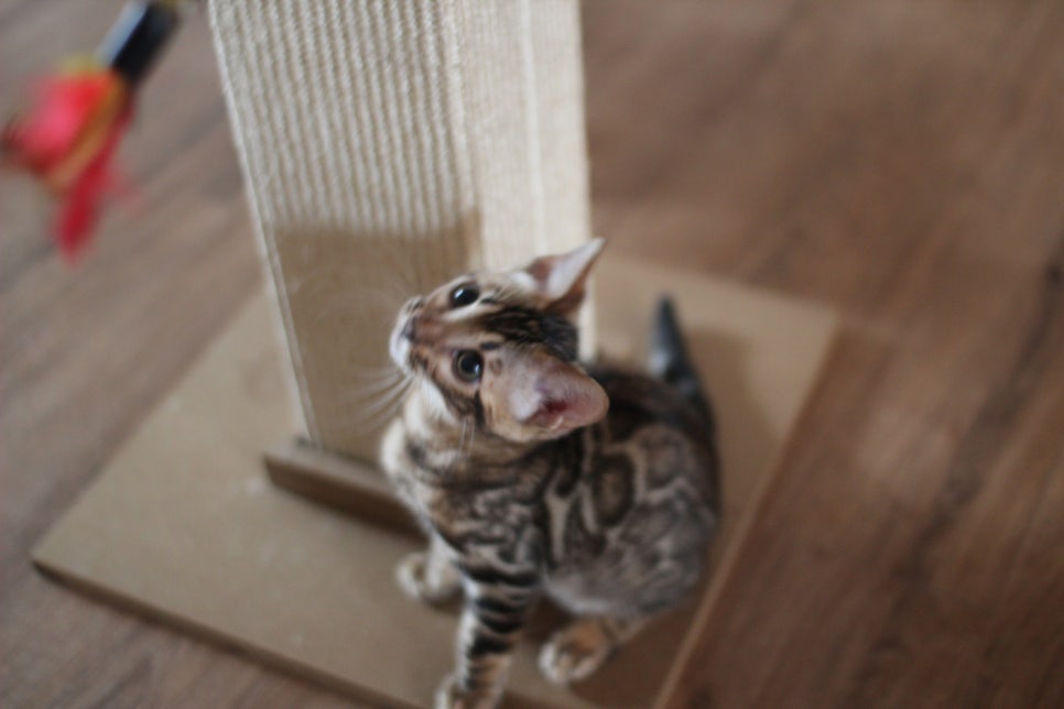 뱅갈고양이 강아지들 등장이요~~ 관련 이미지 8