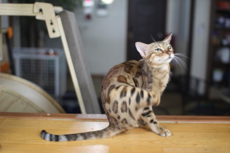 뱅갈고양이 날이 선선하니 뱅갈고양이 아이들도 너무 좋아하는거 같아요^^ 관련 이미지 4