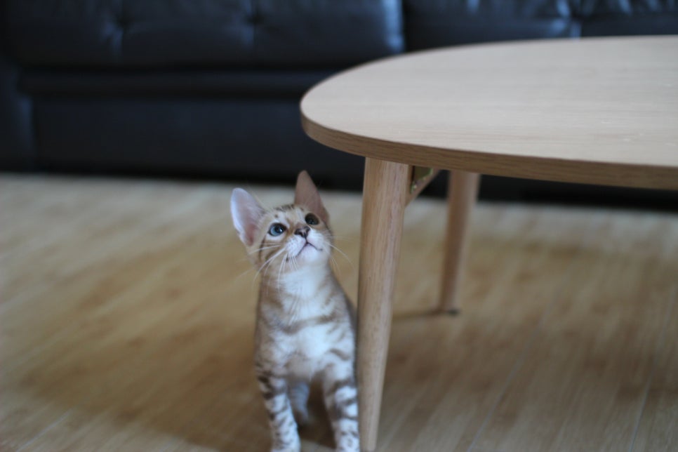 스노우뱅갈고양이 고급스러움을 자아내는 아이들 관련 이미지 2