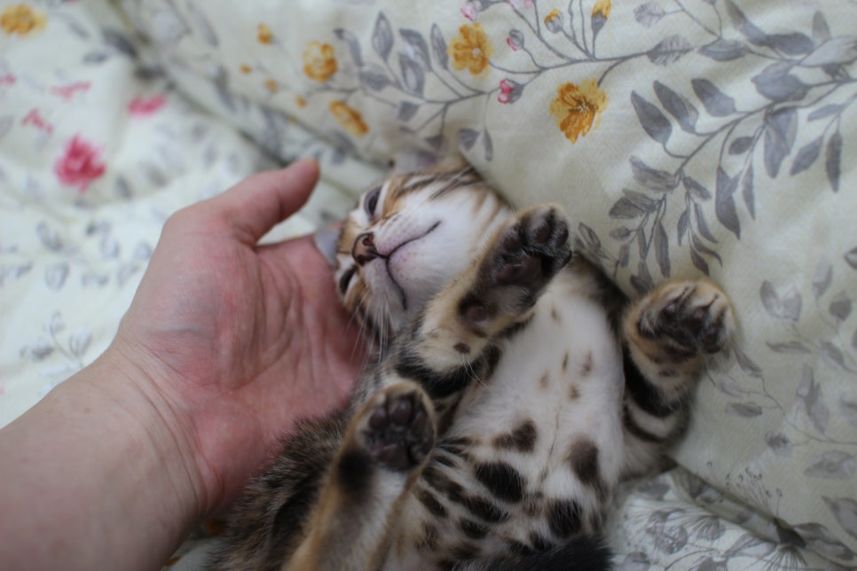 순종적인 성격에 브라운 뱅갈고양이 남아 분양해요~ 관련 이미지 5