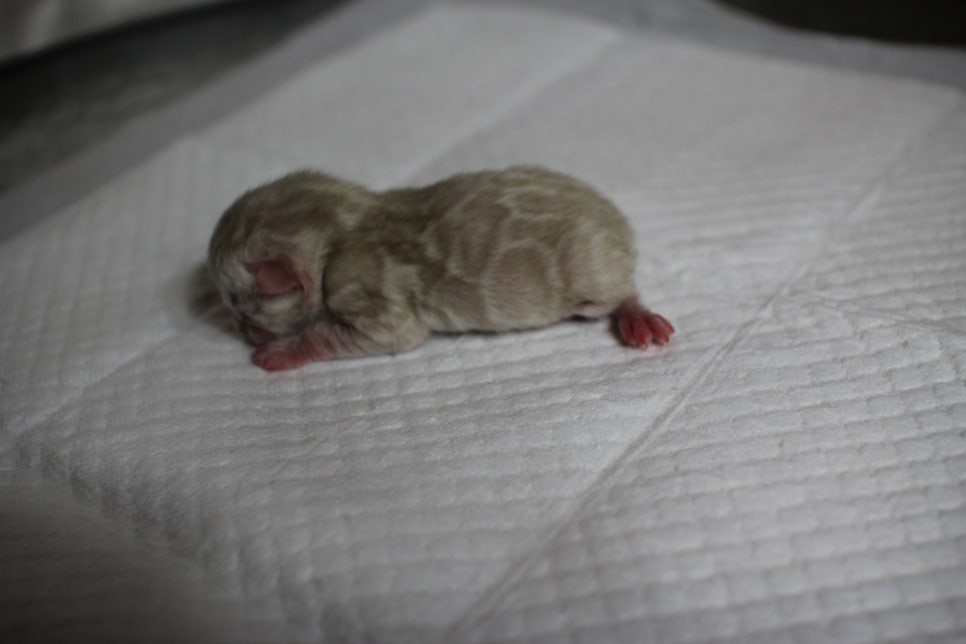 어메이징 스노우 뱅갈고양이 꼬물이 남아예요~ 관련 이미지 4