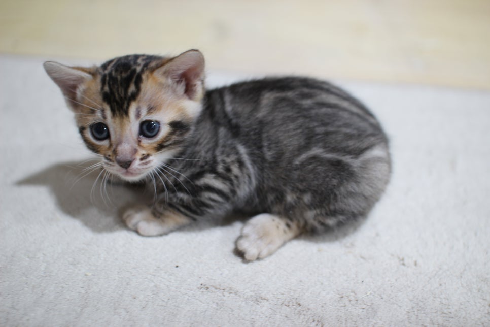 하루가 다르게 쑥쑥 크고 있는 뱅갈고양이 여아예요~ 관련 이미지 2