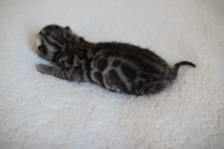 실버,브라운 뱅갈고양이 꼬물이들 사진 입니다 관련 이미지 29