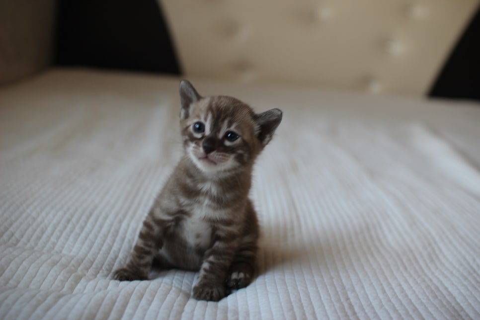 밍크차콜 뱅갈고양이 남아 예약 분양 합니다~ 관련 이미지 3