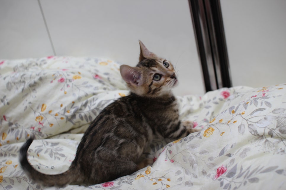포동포동 개냥이 뱅갈고양이 분양해요~ 관련 이미지 8