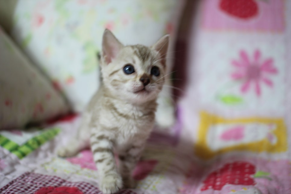 실밍크 뱅갈고양이 키퍼여아 입니다... 관련 이미지 4