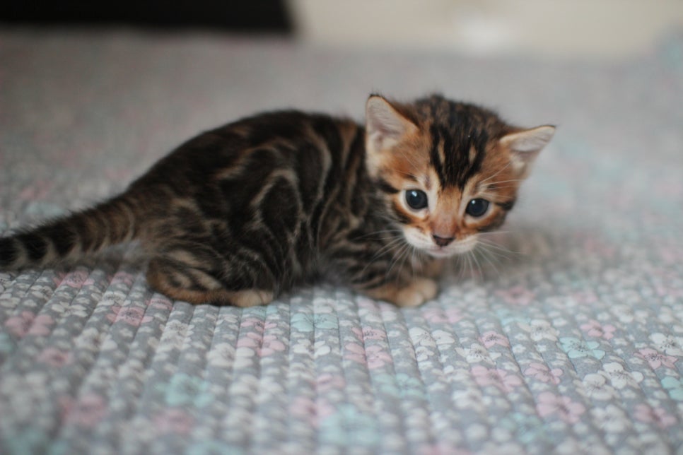 뱅갈고양이분양 동화속에 나오는 아이들! 관련 이미지 25