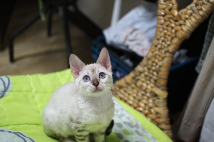 뱅갈고양이 아이들 일상~~~ 관련 이미지 7