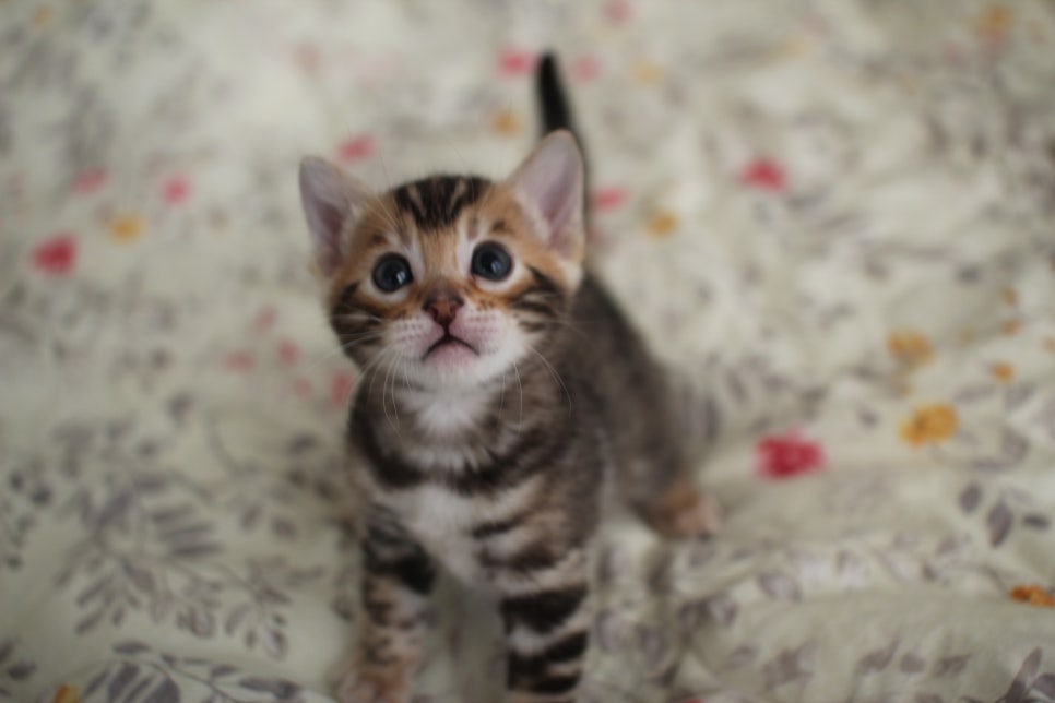 뱅갈고양이 꼬맹이 하루하루 쑥쑥 멋지게 성장중~ 관련 이미지 6