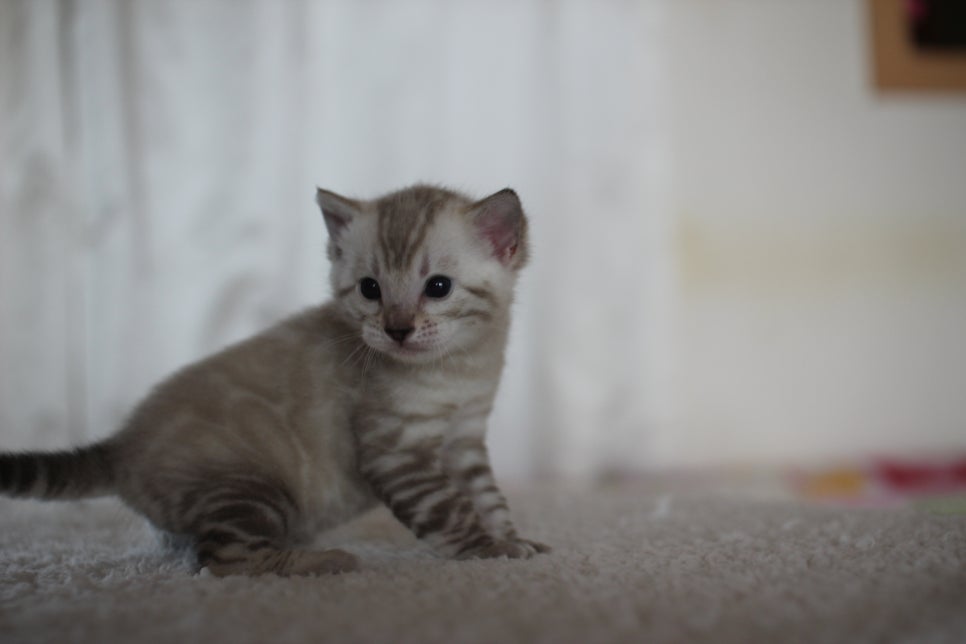 스노우 뱅갈고양이 꼬맹이 너무 이뻐요^^ 관련 이미지 4