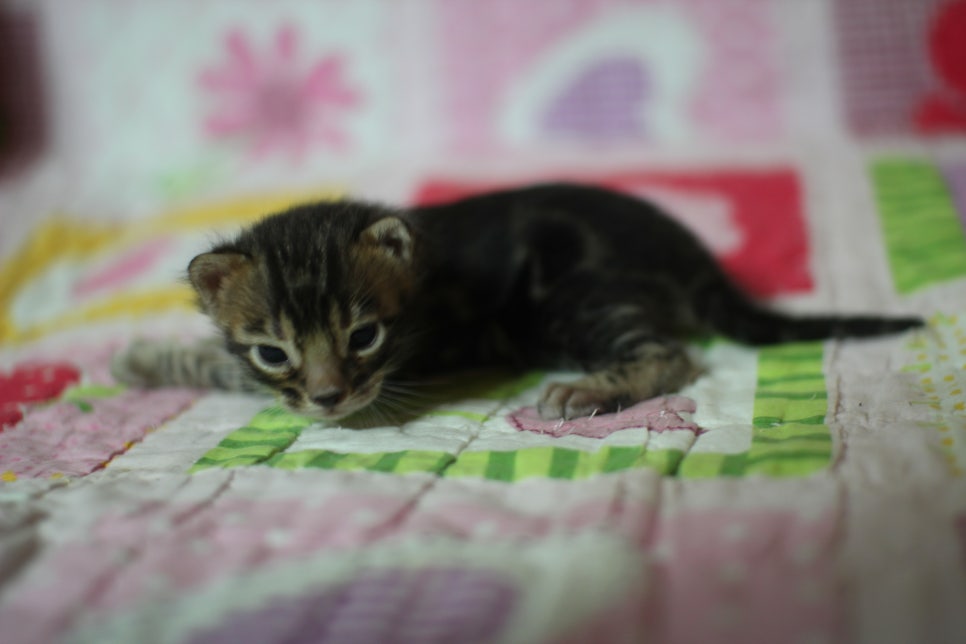 예약된 브라운 뱅갈고양이 남아에요~ 관련 이미지 10