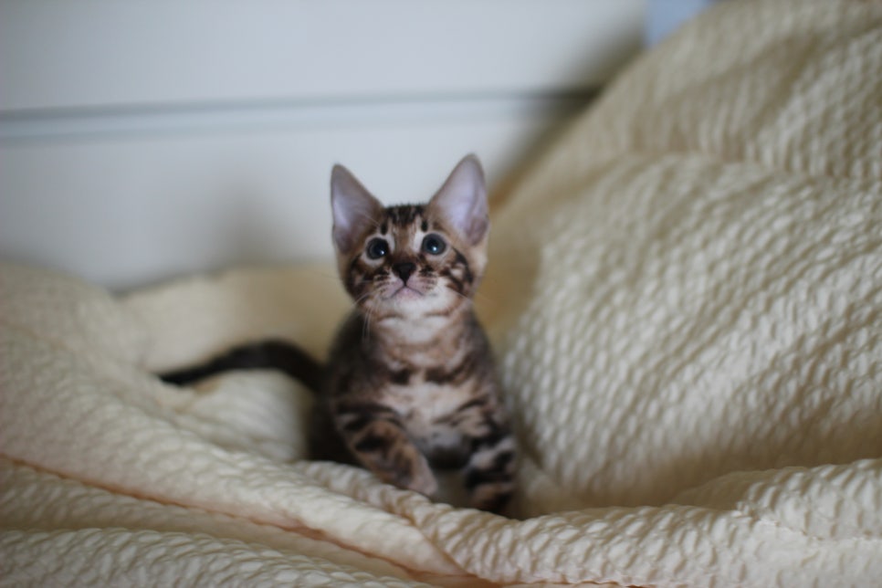 뱅갈고양이 막둥이 분양해요~ 관련 이미지 1