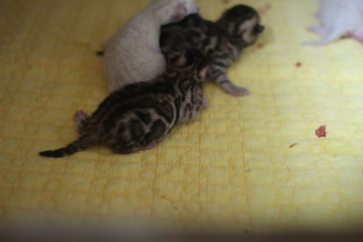 뱅갈고양이 꼬물이들 3일째~ 관련 이미지 5