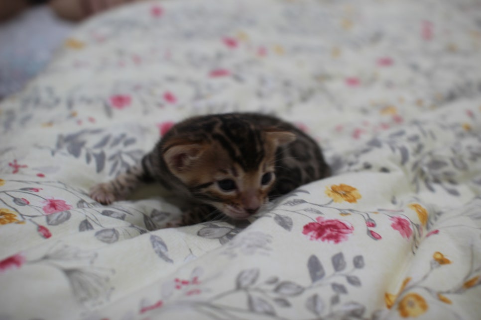 브라운 뱅갈고양이 꽃미묘 꼬맹이들~ 관련 이미지 8