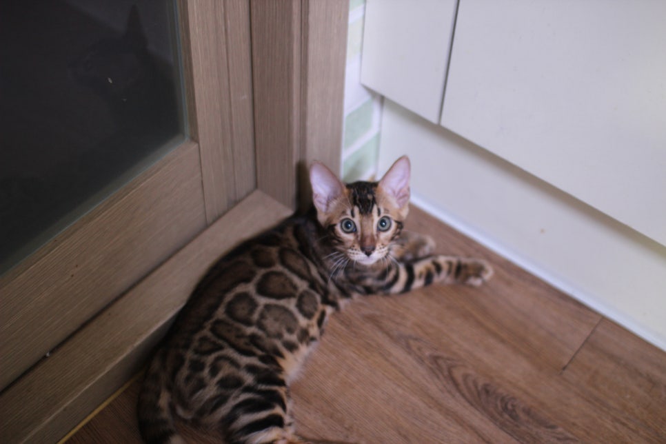 뱅갈고양이 분양중인 아이들 입니다~ 관련 이미지 1