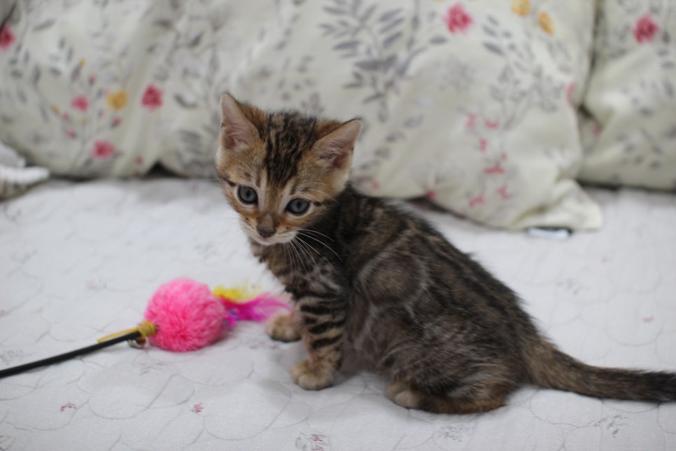 빅로젯이 멋진 완전완전 개냥이 남아 분양해요~ 관련 이미지 13