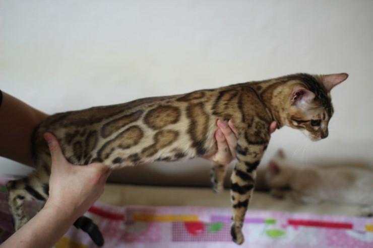 브라운 뱅갈고양이 세라예요~ 관련 이미지 3