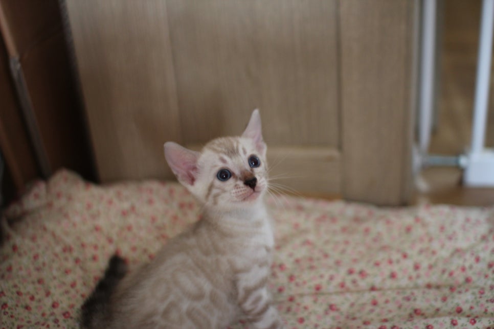 스노우뱅갈고양이 여아 분양해요~ 관련 이미지 3