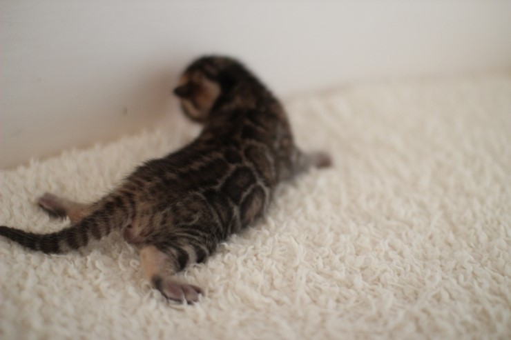 뱅갈고양이 꼬물이 남아예요~ 관련 이미지 9