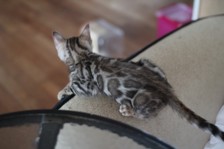 브라운 뱅갈고양이 키퍼여아예요~ 관련 이미지 2