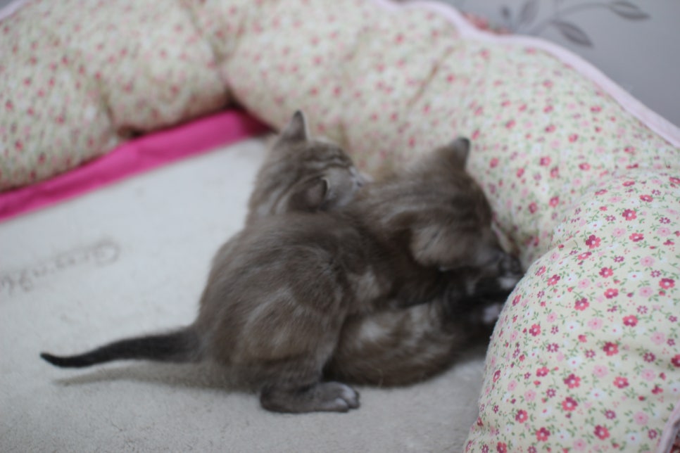 밍크차콜,밍크 뱅갈고양이 꼬맹이들 앙증맞은 모습~ 관련 이미지 6