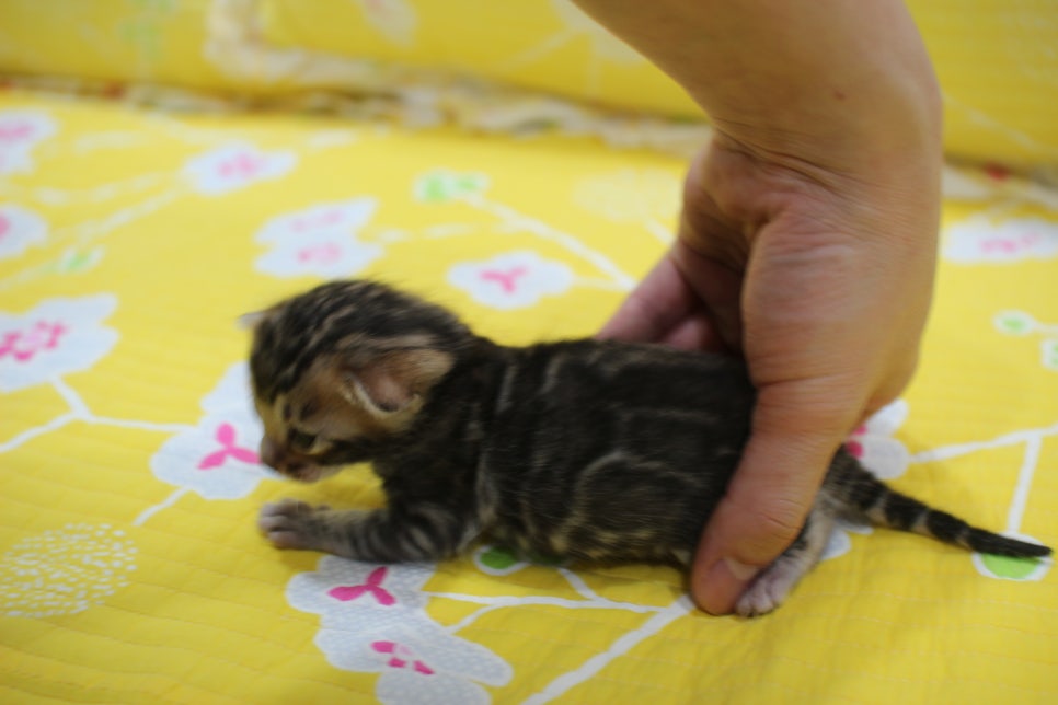 꽉찬 빅로젯이 멋진 브라운 뱅갈고양이 여아예요~ 관련 이미지 6