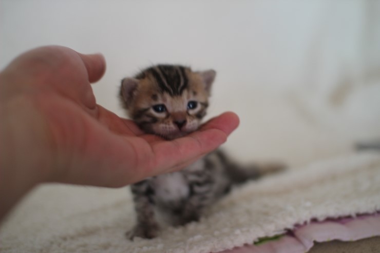 뱅갈고양이 분양 어쩜 이리도 화려할수 있을까 관련 이미지 2