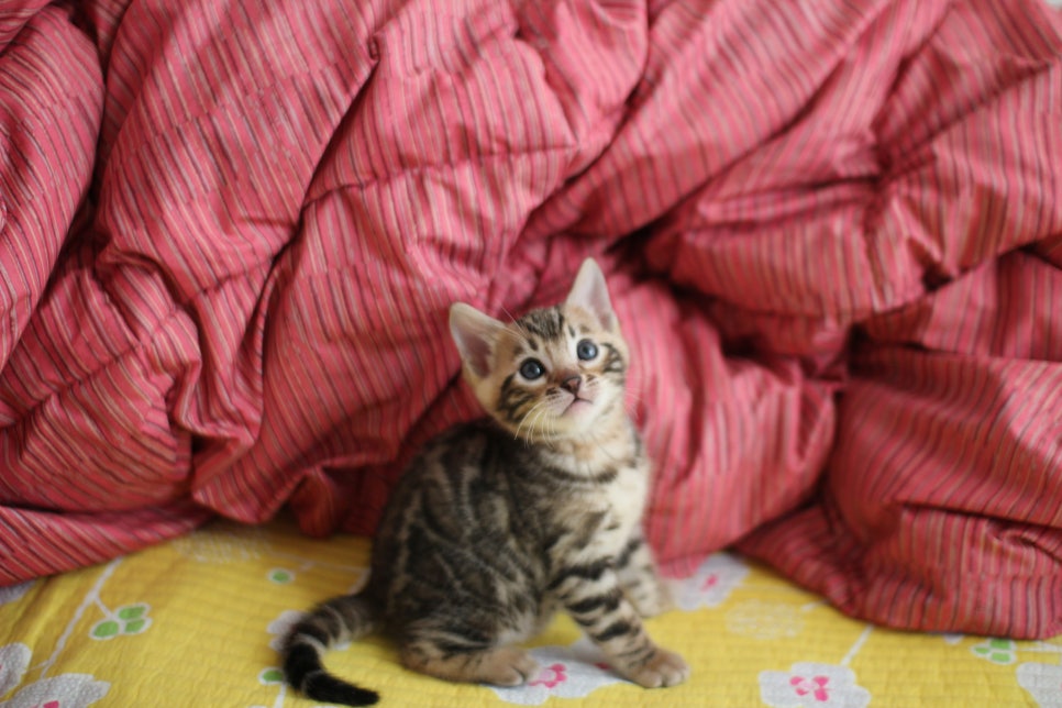 뱅갈고양이 남아 분양중 입니다~ 관련 이미지 2