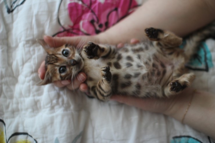 뱅갈고양이 여아 두아이 입니다~ 관련 이미지 20