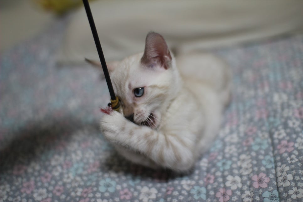 분양중인 개냥이 스노우뱅갈고양이 여아~ 관련 이미지 2