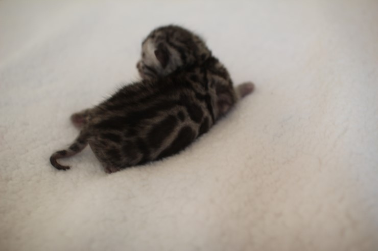 실버,브라운 뱅갈고양이 꼬물이들 사진 입니다 관련 이미지 31