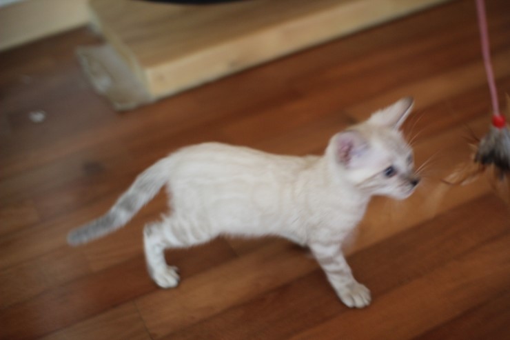 스노우뱅갈고양이 꼬맹이 깡패~ 관련 이미지 8