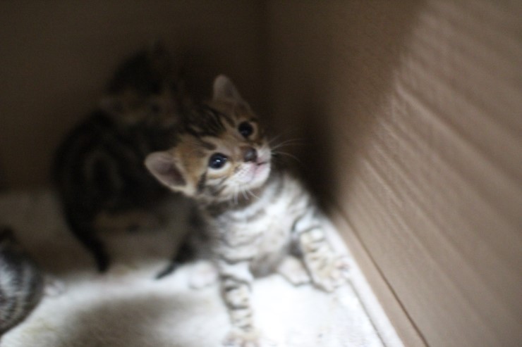 브라운 뱅갈고양이 꼬맹이들 사진 입니다. 관련 이미지 2