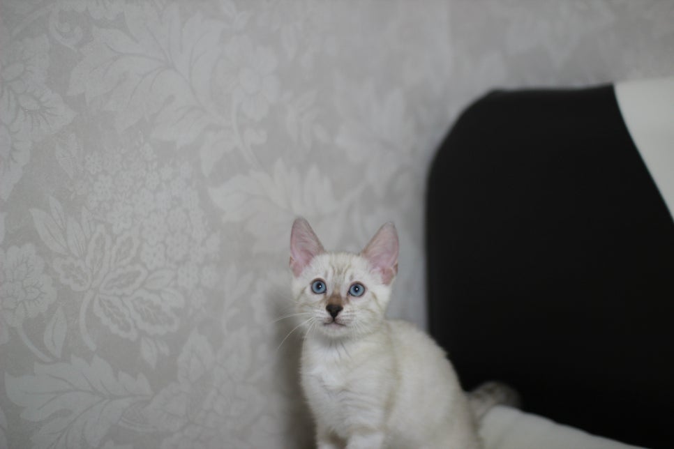 분양중인 개냥이 스노우뱅갈고양이 여아~ 관련 이미지 1