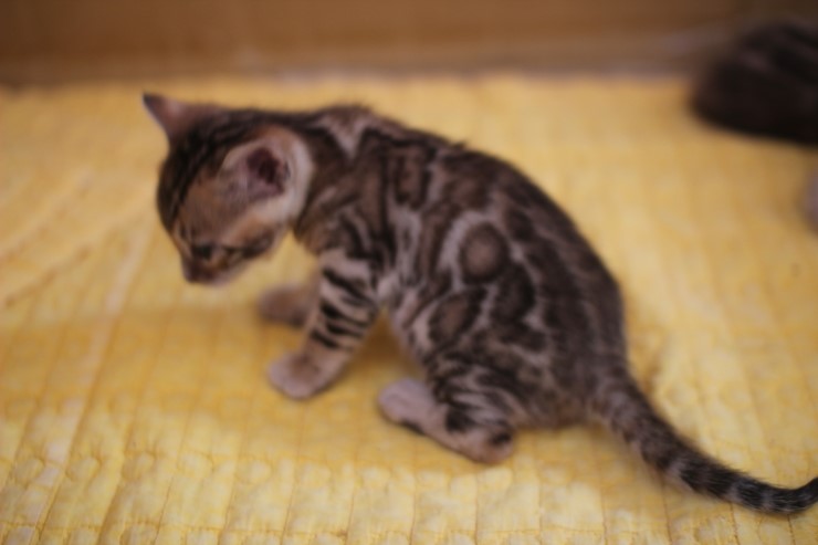 낮잠에 취해 있는 꼬맹이들~ 관련 이미지 5