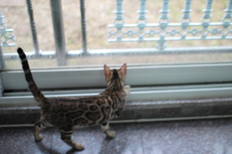 Soyu Lien 관련 이미지 4