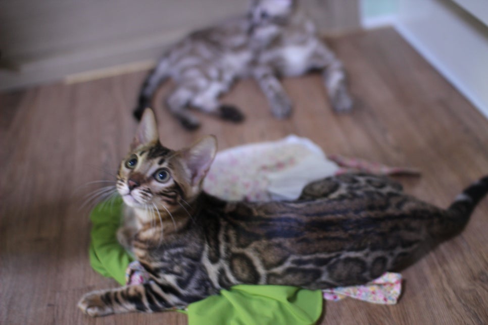 개냥이 뱅갈고양이들 분양합니다~ 관련 이미지 15