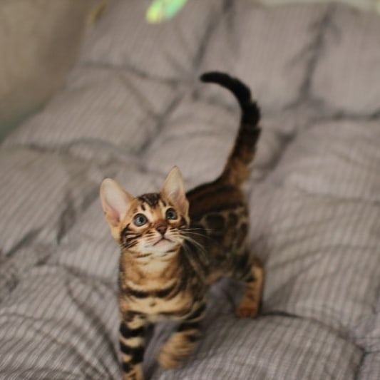 분양중인 뱅갈고양이 장군이 성장 모습~ 관련 이미지 16