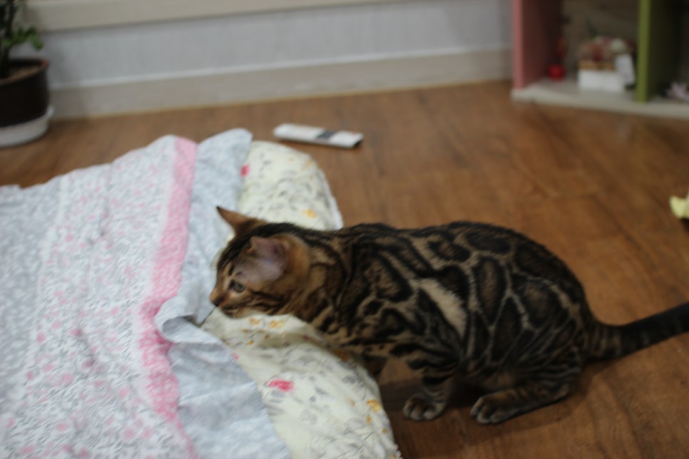 성격 좋고 건강미 넘치는 뱅갈고양이 남아 분양해요~ 관련 이미지 8