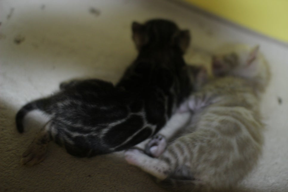 브라운과 실밍크 뱅갈고양이 꼬물이~ 관련 이미지 2