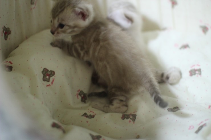 클라우드 로젯 실밍크 뱅갈고양이~ 관련 이미지 1
