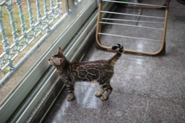 Soyu Lien 관련 이미지 9