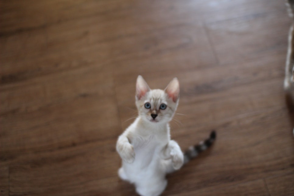 스노우뱅갈고양이 자매 분양해요~ 관련 이미지 5